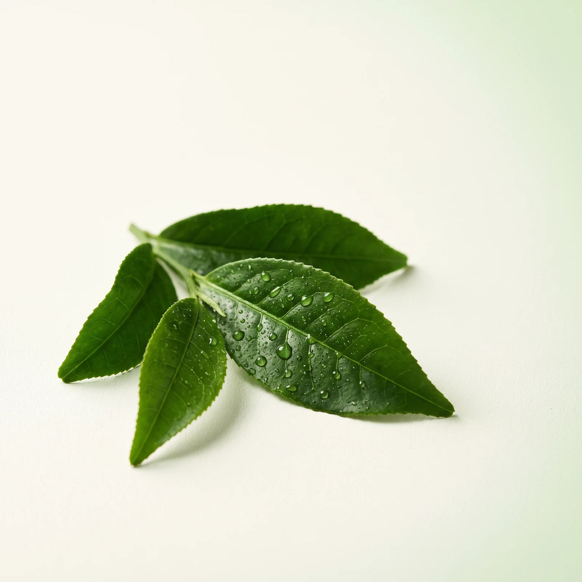 Barra Purificante Facial de Arcilla y Té Verde, Extracto natural de té verde
